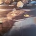 3pc queen size duvet cover black cat