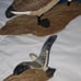 Driftwood sculptures Goose and seagull. James N Denny