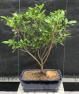 Flowering Tropical Azalea (Rhododendron 'dogwood')