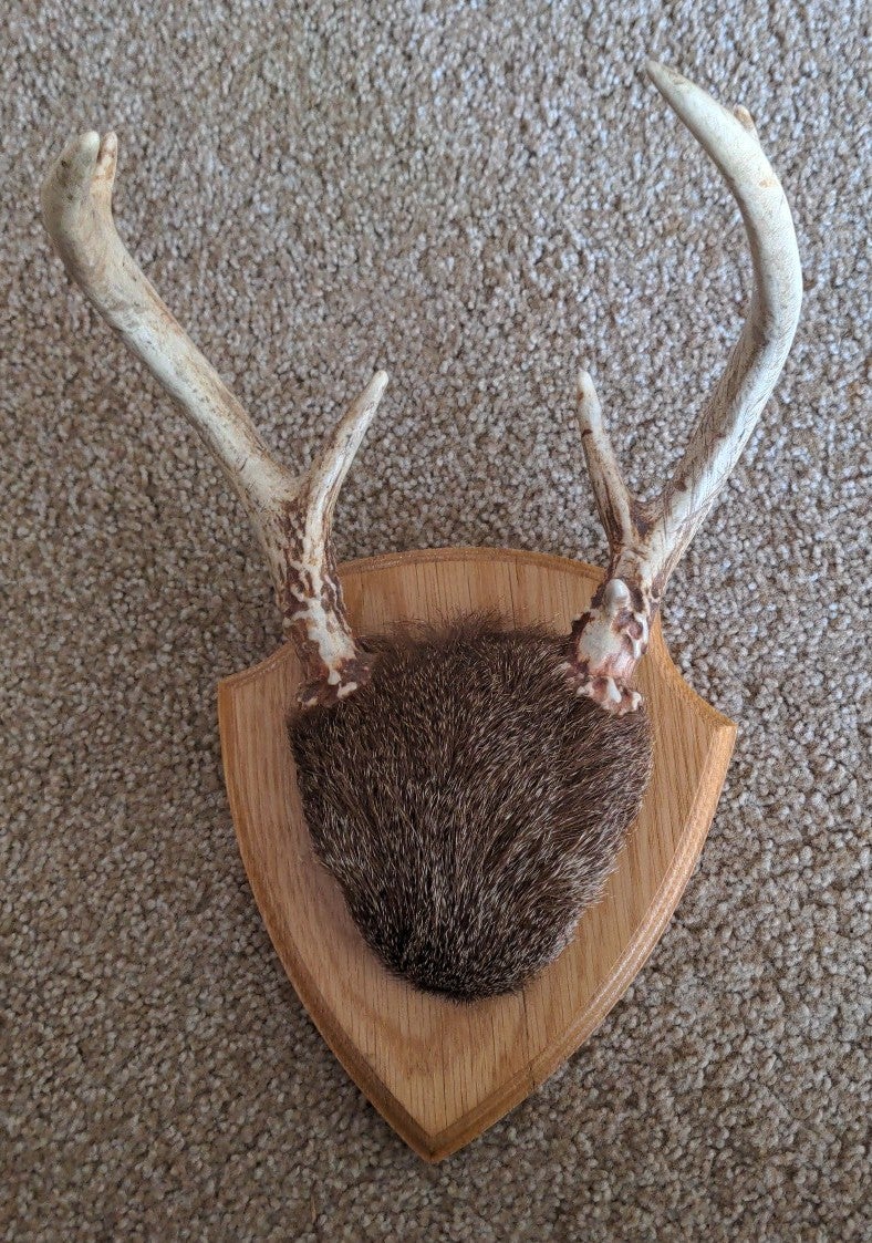 Deer Antlers - Shield Plaque