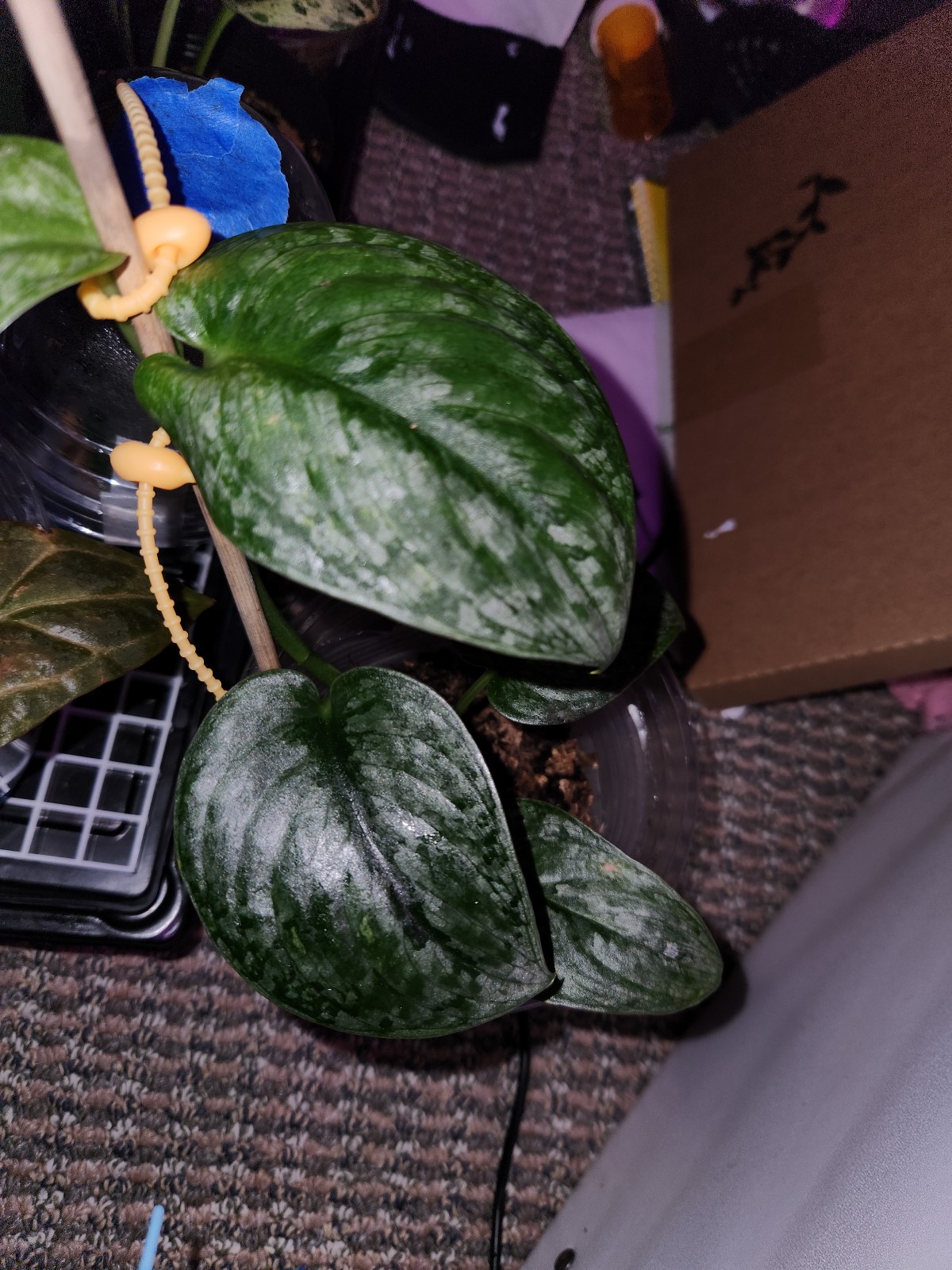 Scindapsus Blue Splash