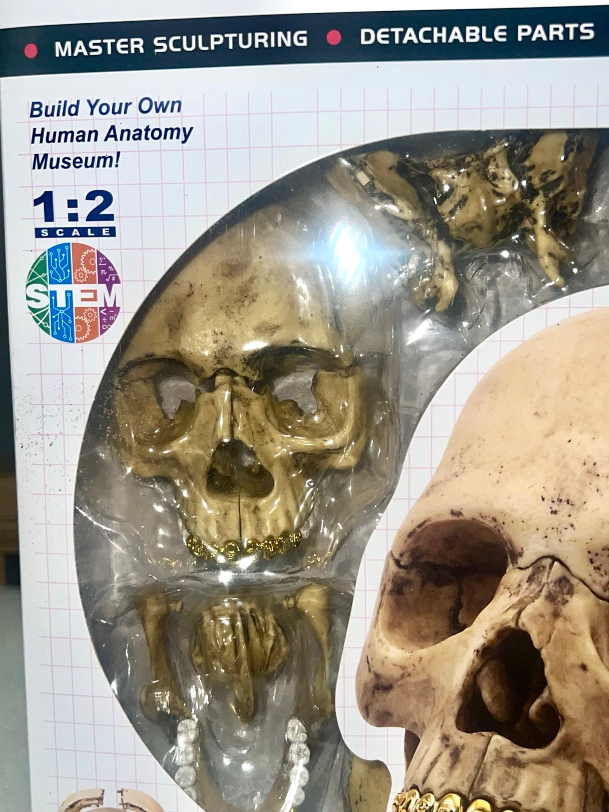 Supreme 4D Model Human Skull Natural - FW23 - US