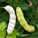 Rare Ice Cream Bean Fruit Tree - 2-3 Feet Tall