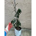 Rare Ice Cream Bean Fruit Tree - 2-3 Feet Tall
