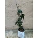 Rare Ice Cream Bean Fruit Tree - 2-3 Feet Tall
