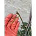Rare Ice Cream Bean Fruit Tree - 2-3 Feet Tall
