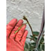 Rare Ice Cream Bean Fruit Tree - 2-3 Feet Tall