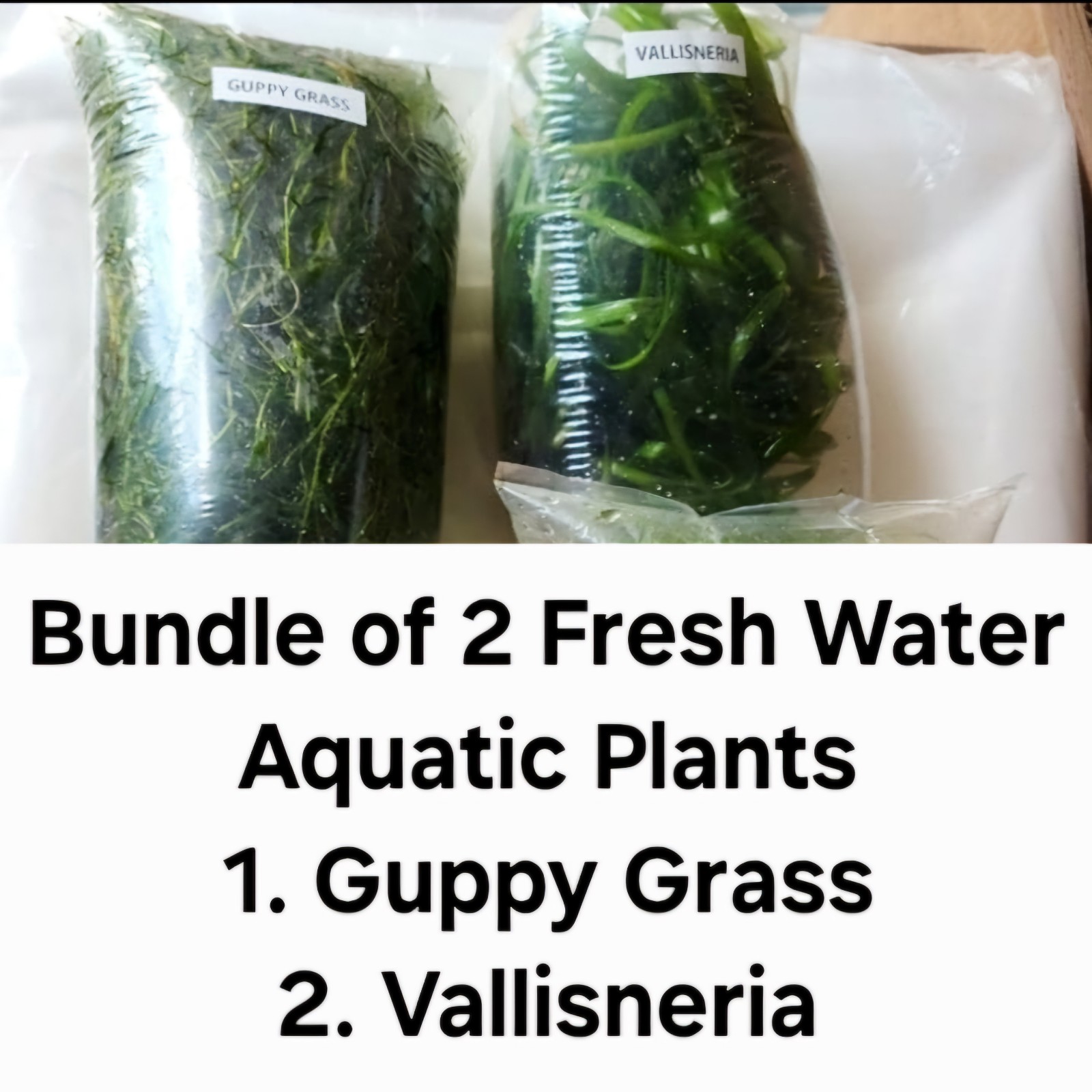 2 Aquatic Plants Bundle : Vallisneria & Guppy Grass