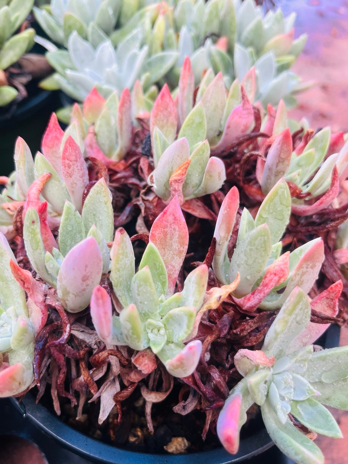Dudleya farinosa cluster , Live Rooted , get 2 free succulent cuttings