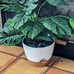 8 Inch Plant Pots Set of 2 Planters for Indoor Plants Self Watering Pots.