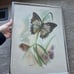 Vintage butterfly floral mcm print Framed