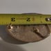 Grateful Dead STEAL YOUR FACE Stealie Gold Tone Belt Buckle 3.25x2.25