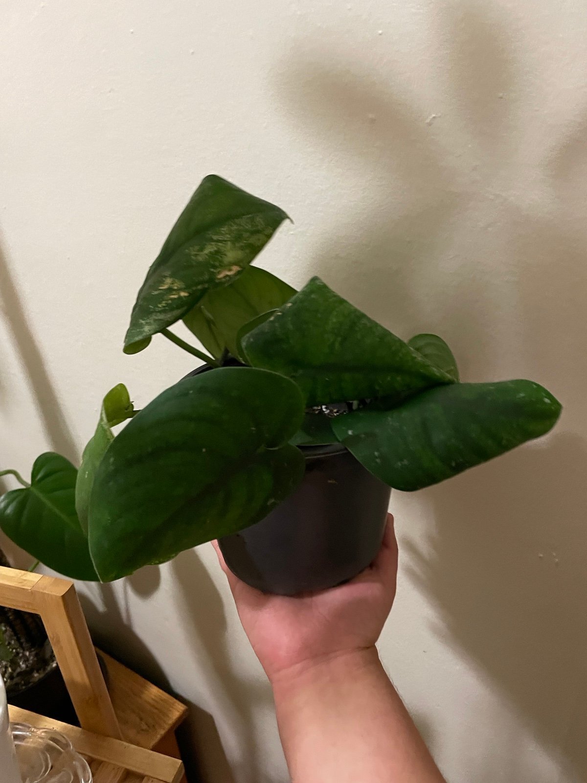 Jade Scindapsus