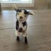 American Girl PC Josefina Goat Figurine