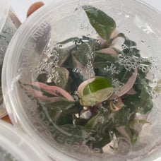 PINK princess philodendron TISSUE CULTURE