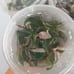 PINK princess philodendron TISSUE CULTURE