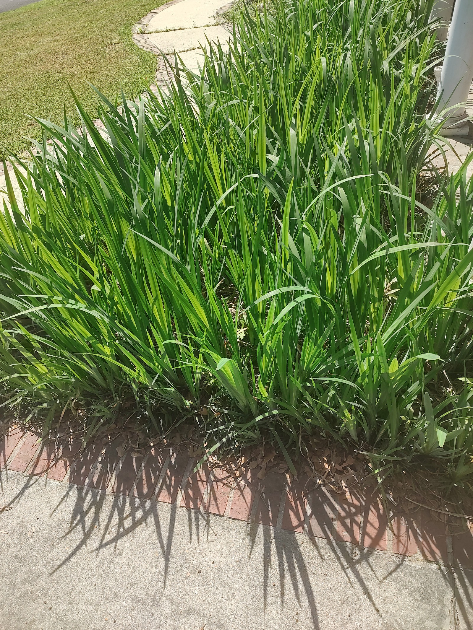 Giant Iris