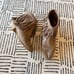 J. Adams Bree Suede Fridge Western Boot Taupe 10