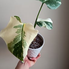 Monstera Thai Constellation High Variegation Rare