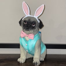 The Humane Society Pug Dog With Easter Bunny Ears Bow Tie And Vest NWT