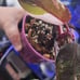 Rare Variegated Red Anderson Philodendron