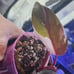 Rare Variegated Red Anderson Philodendron