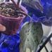 Rare Variegated Red Anderson Philodendron