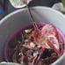 Rare Variegated Red Anderson Philodendron