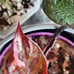 Rare Variegated Red Anderson Philodendron