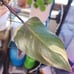 Rare Variegated Red Anderson Philodendron