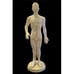 Acupuncture Body Model Medical Dummy & Instrument Set: Meridinal & Acupoints
