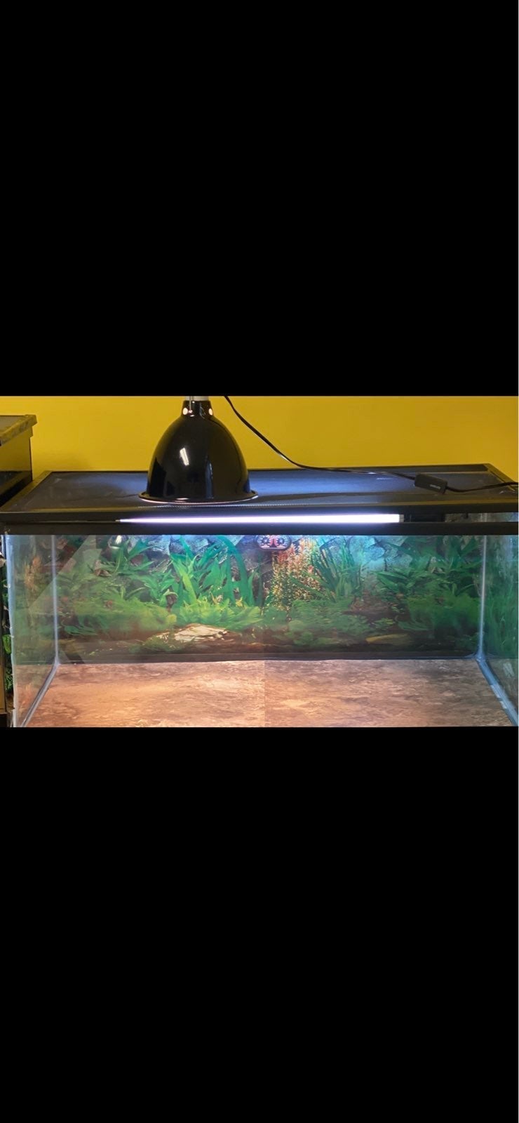 40 gallon fish tank with heat light and uvb