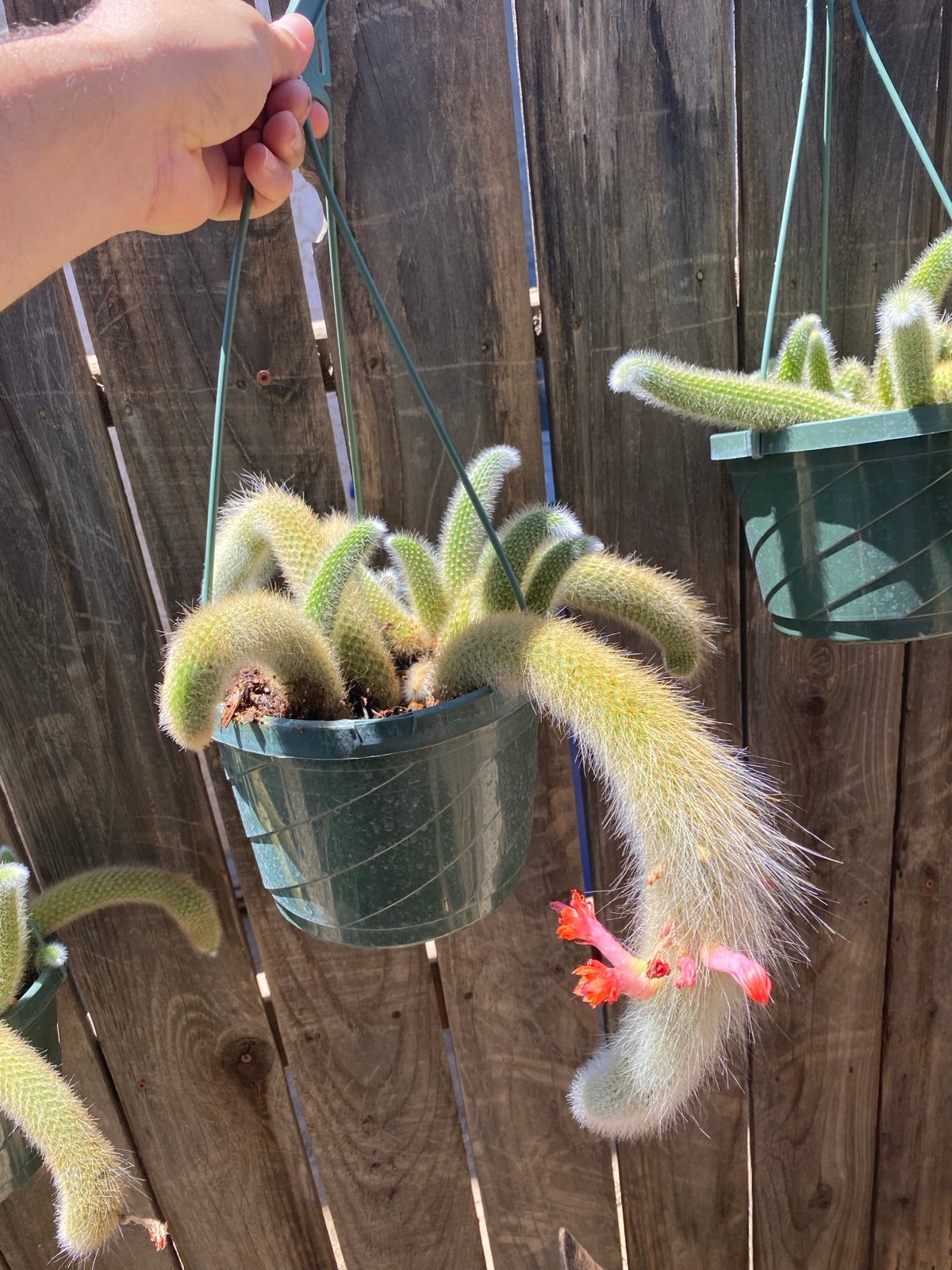 Monkey tail plant
