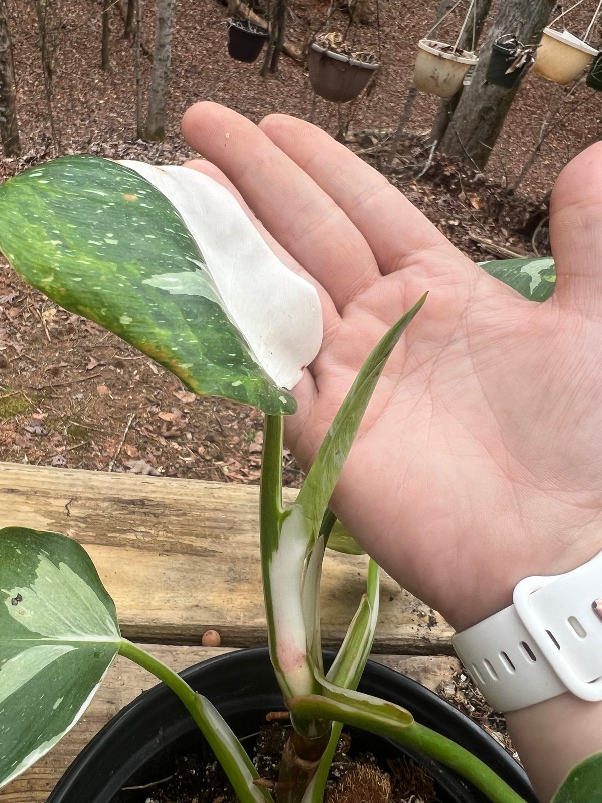 Philodendron White Knight