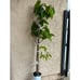 Grafted 'Fino De Jete' Cherimoya Fruit Tree (4+ Feet Tall) - Commercial Variety
