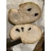 Grafted 'Fino De Jete' Cherimoya Fruit Tree (4+ Feet Tall) - Commercial Variety