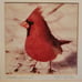 Winter Cardinal Photograph by Phil Rusten Bird Wildlife Framed Art Signed