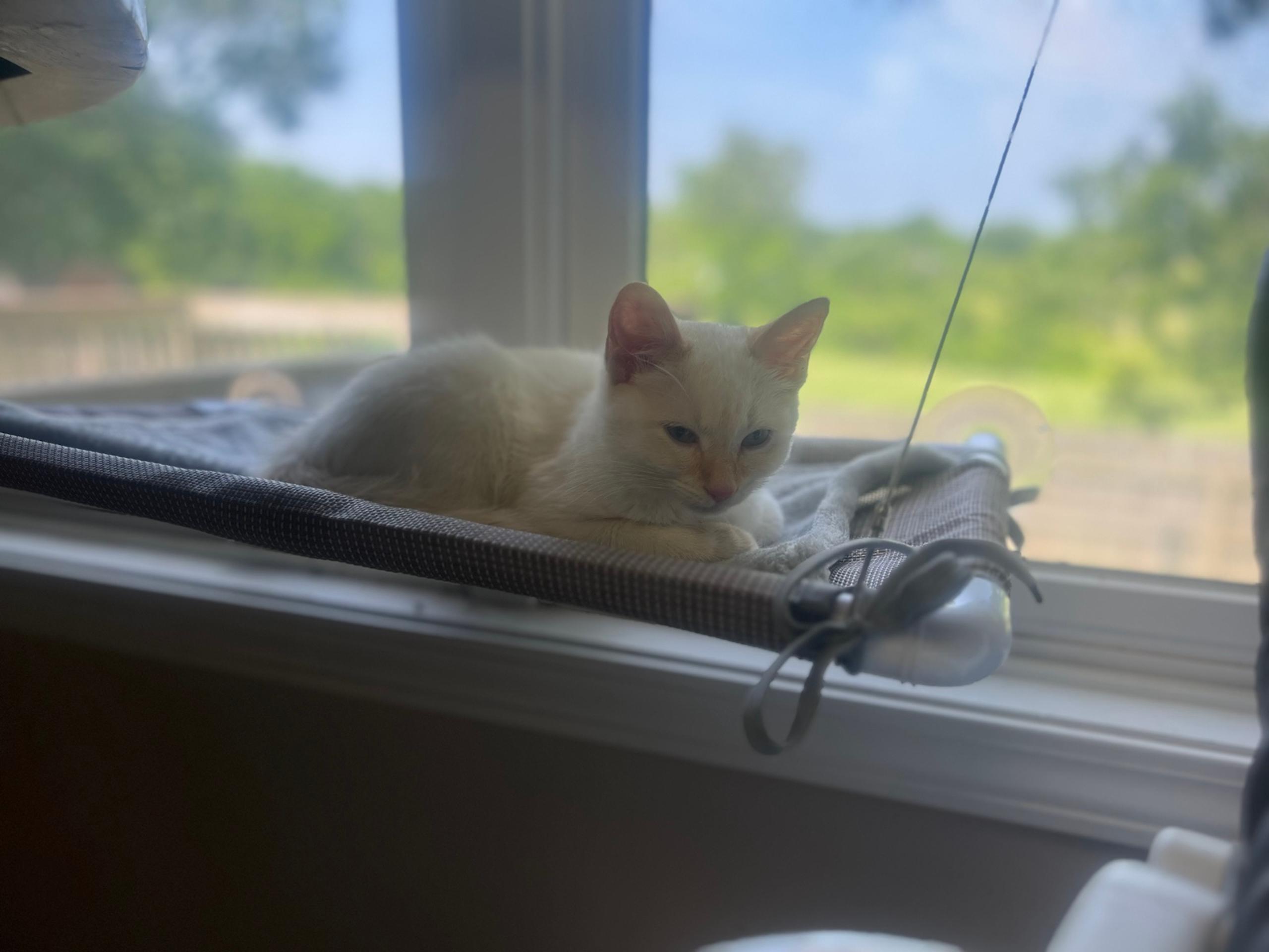 Cat window sling shelf