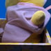 Cute HTF Antique 1920s Yellow Bunny Rabbit Wood Jack In The Box WORKS