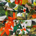 Alice + Olivia Silk Button-Down Shirt size S