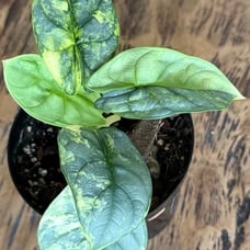 Alocasia Silver Dragon Scale Variegated
