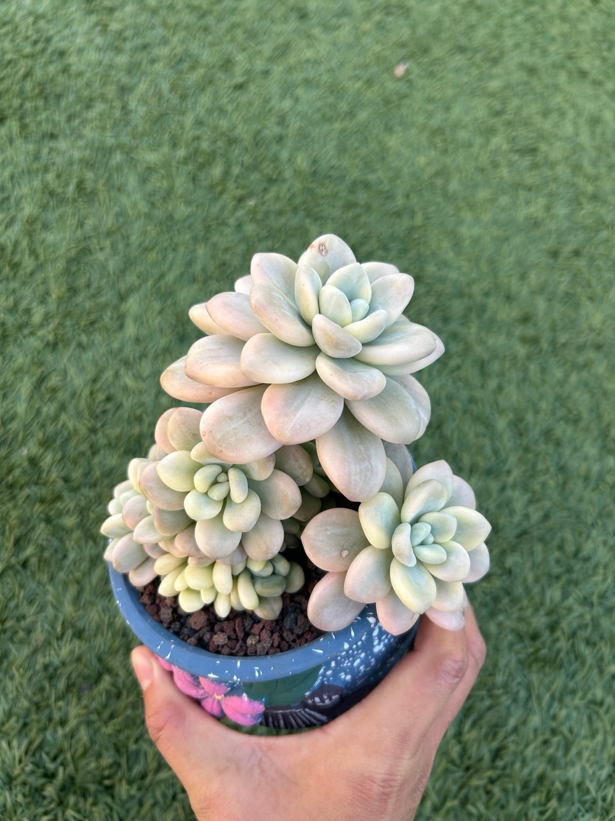 Succulent plant