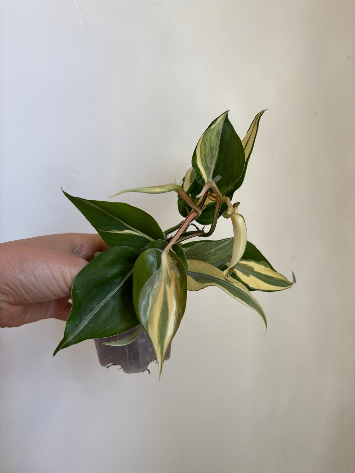 Philodendron Rio