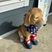 XL Patriotic Dog 27” tall!!! with Boots