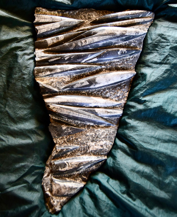 Large Polished Orthoceras Fossil Plate