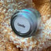 Bee’s Knees Lacquer BKL “Camilla”