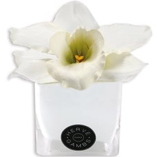 Herve Gambs White Color Couture Orchid Silk Flower In White Small Glass Cube