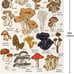 Mushroom Blanket Soft Flannel Fleece 60 x50
