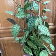 MAMA HOYA CALLISTOPHYLLA KALIMANTAN (RARE) FOR SALE!