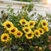 3 Pack Sunflower Solar Lights for Outside with 9 Lifelike Sunflower,36 LED Light